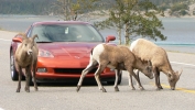 PICTURES/Jasper National Park - Alberta Canada/t_Mountain Sheep13.JPG